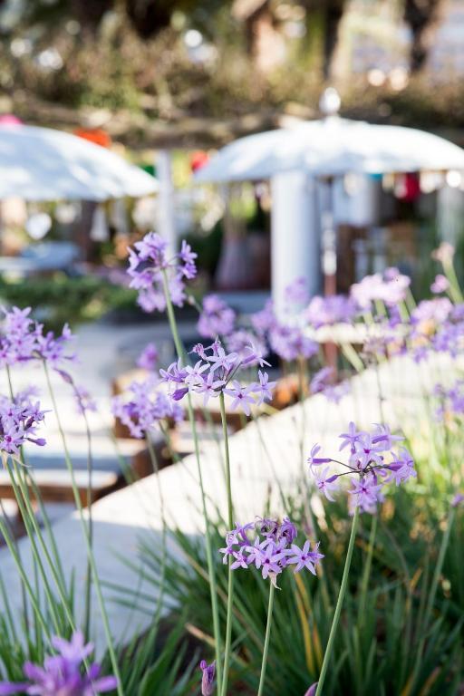 Ibizazen Hotel Santa Eularia des Riu Eksteriør billede